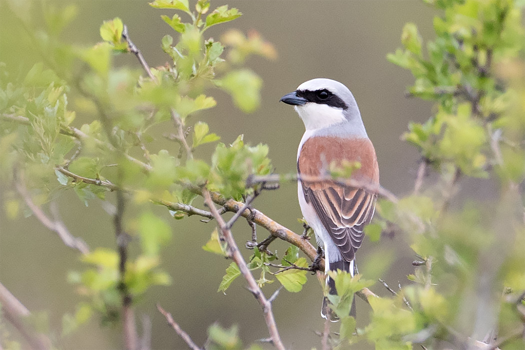 Red-backed Shrike